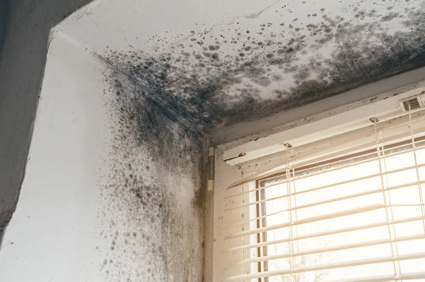 Affordable Attic Mold Remediation solutions in Hardyville, VA