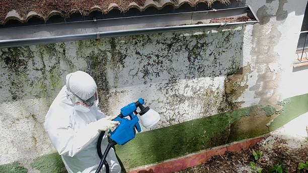 Top rated local Attic Mold Remediation specialists in Hardyville, VA